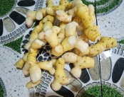 Cung Cấp Củ Riềng 